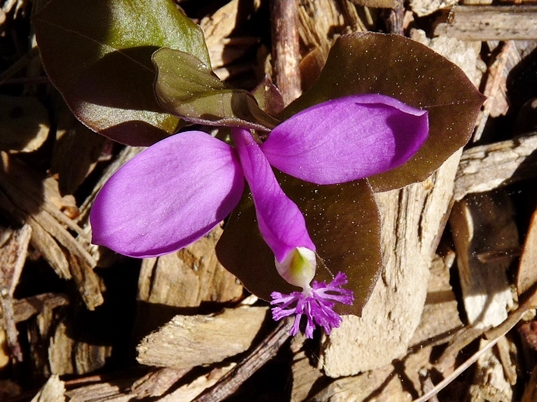 {Polygaloides paucifolia}